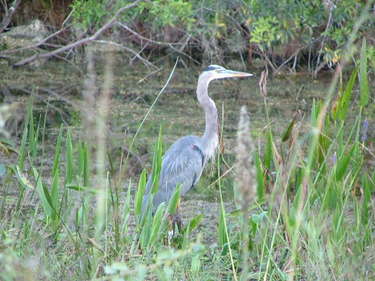 Everglade City Trip - 086.JPG