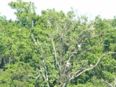 Everglade City Trip - 023.JPG