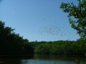 Everglade City Trip - 031.JPG