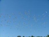 Everglade City Trip - 033.JPG