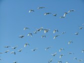 Everglade City Trip - 034.JPG