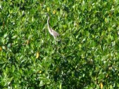 Everglade City Trip - 036.JPG