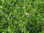 Everglade City Trip - 037.JPG