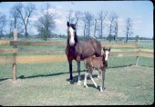 Old Turek Family Slides - 781.jpg