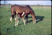 Old Turek Family Slides - 799.jpg