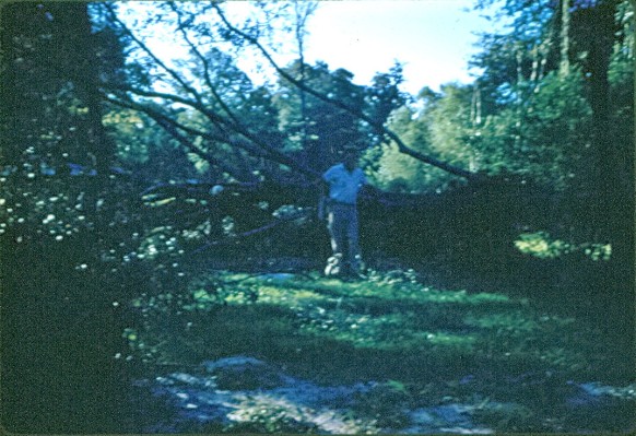 DaddyHurricaneAudreyTree1957.jpg