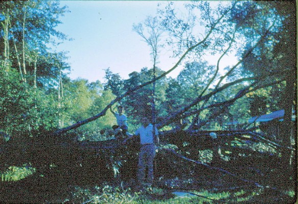 DaddyMikeRhurricanetree.jpg