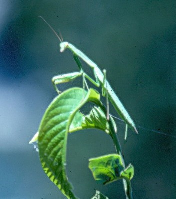 Mantis.jpg