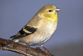 American Goldfinch Female