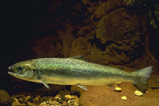 Atlantic Salmon