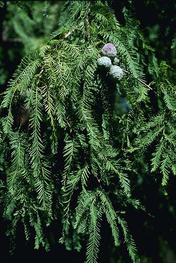 Bald Cypress