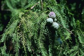 Bald Cypress