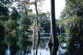 Bald Cypress