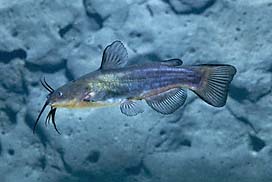Black Bullhead