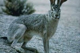 Rabbits - Black-tailed Jackrabbit