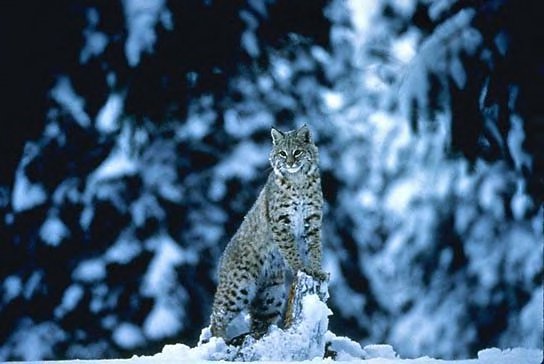 Bobcat