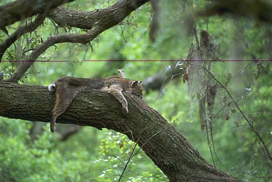 Bobcat