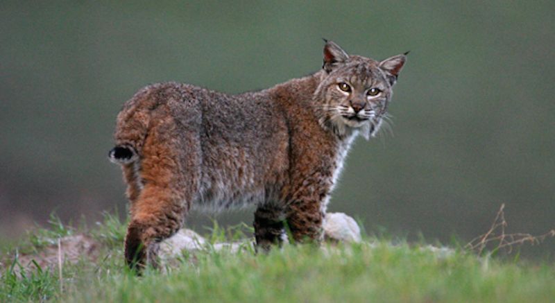 Bobcat