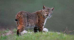 Bobcat