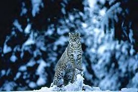 Bobcat