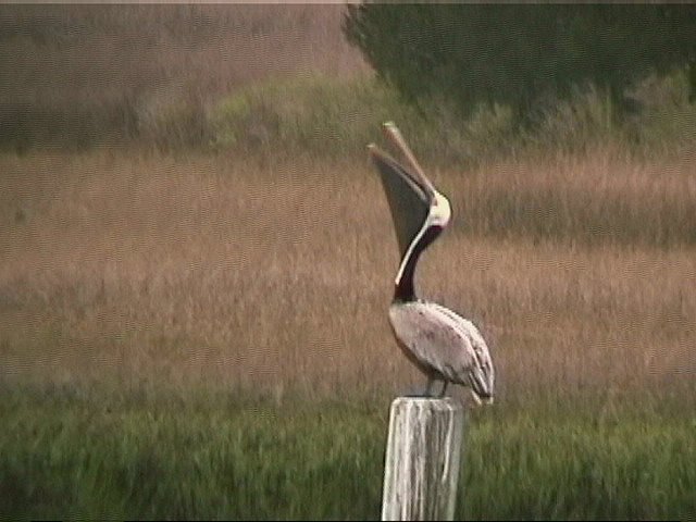 Brown Pelican