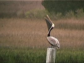 Brown Pelican