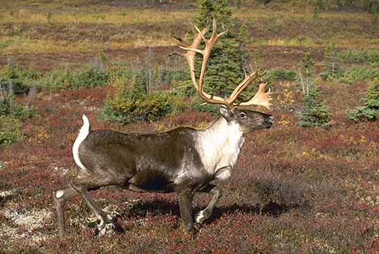 Caribou