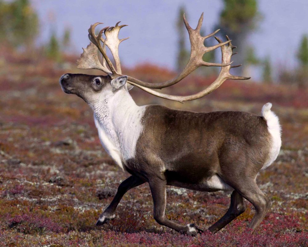Caribou