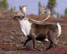 Caribou