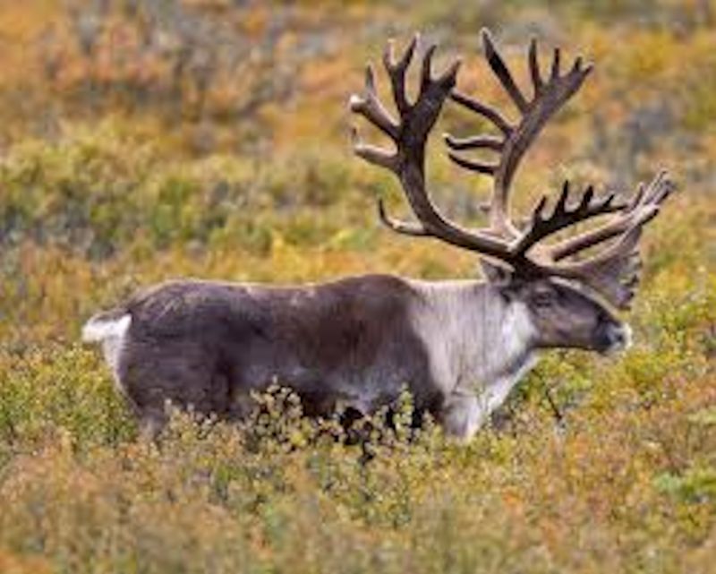 Caribou