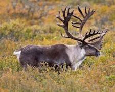 Caribou