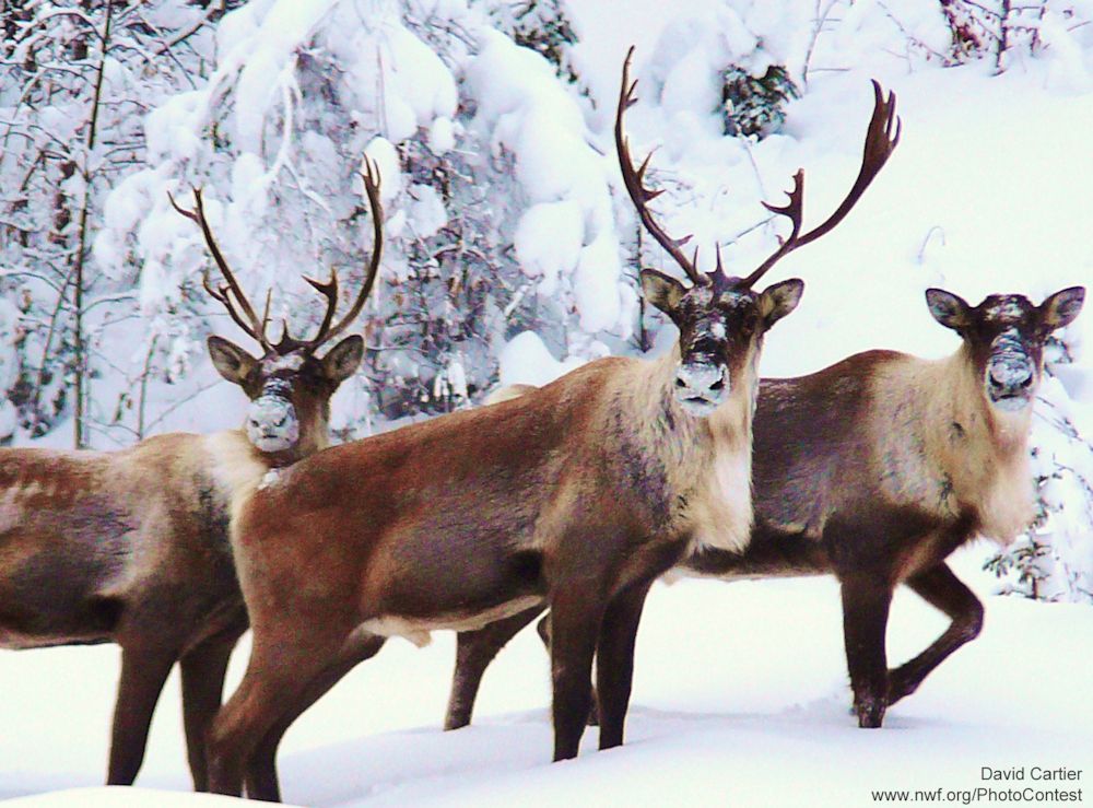 Caribou