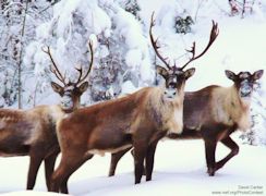 Caribou