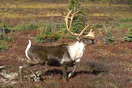 Caribou