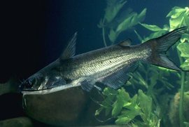 Channel Catfish