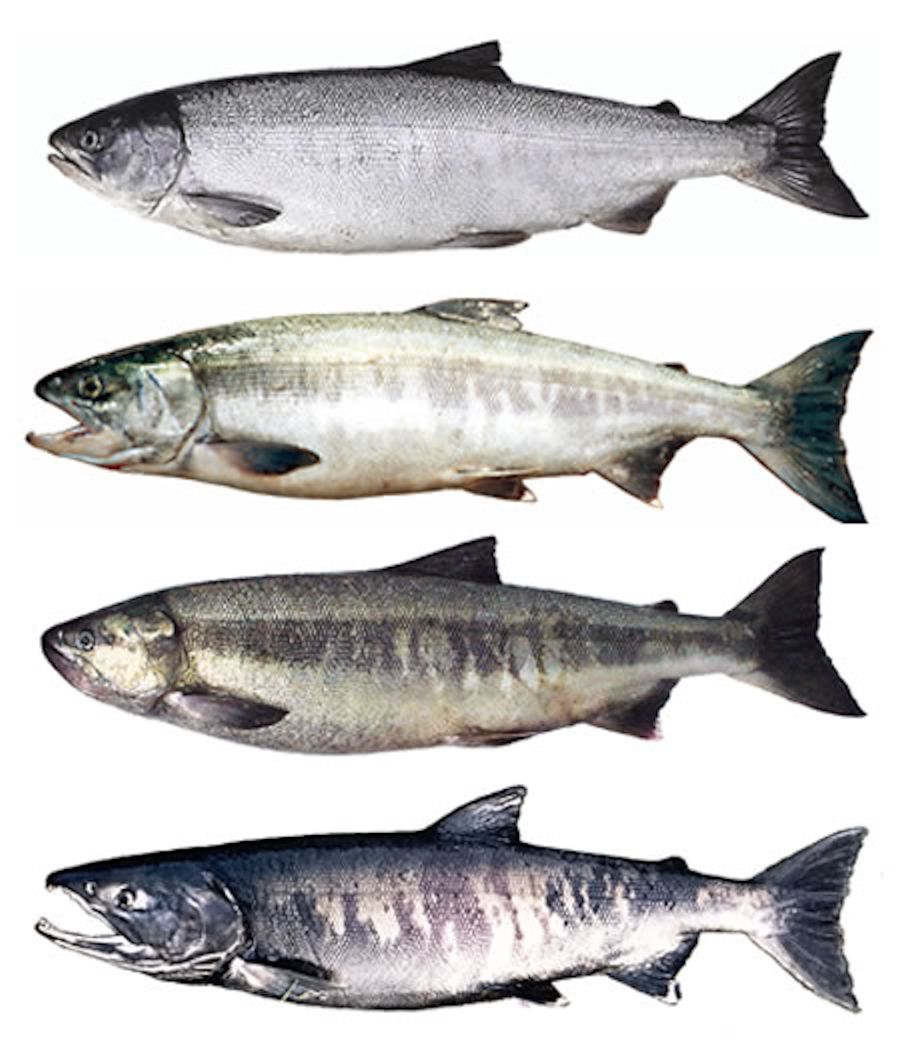 Chum Salmon