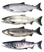 Chum Salmon