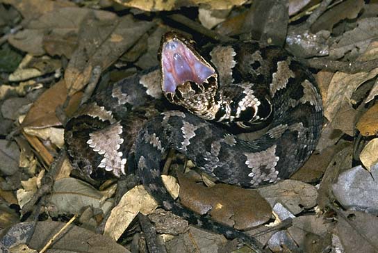 Cottonmouth young