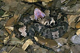 Cottonmouth young