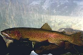 Cutthroat Trout