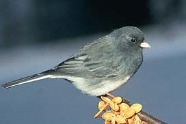 Dark-eyed Junco