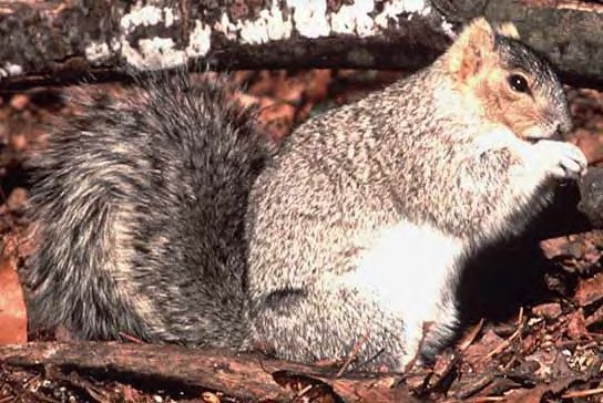Delmarva Peninsula Fox Squirrel