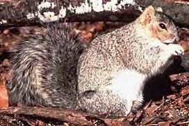 Delmarva Peninsula Fox Squirrel