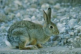 Rabbits - Desert Cottontail