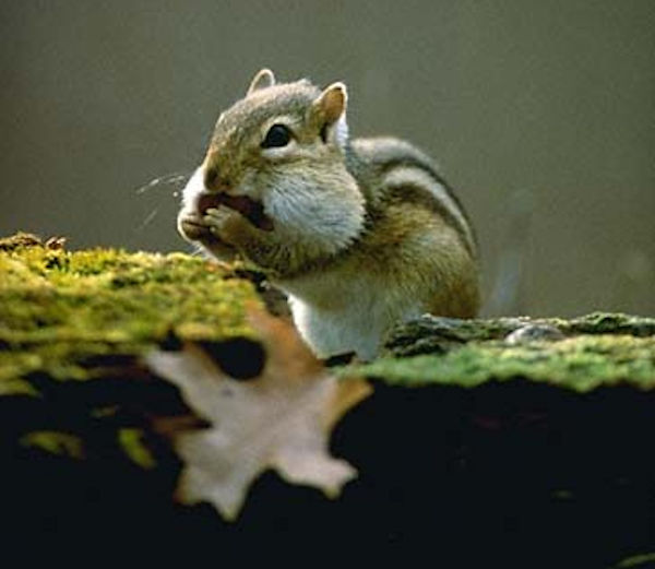 Eastern Chipmunk