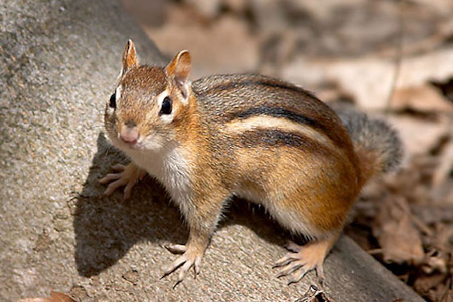 Eastern Chipmunk