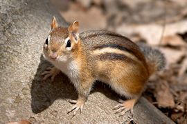 Eastern Chipmunk
