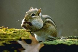 Eastern Chipmunk