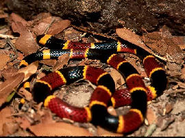 Eastern Coral Snake