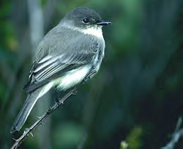 Eastern Phoebe